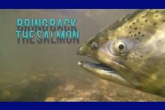 Bring Back The Salmon - Producer, Writer, Director, Editor
